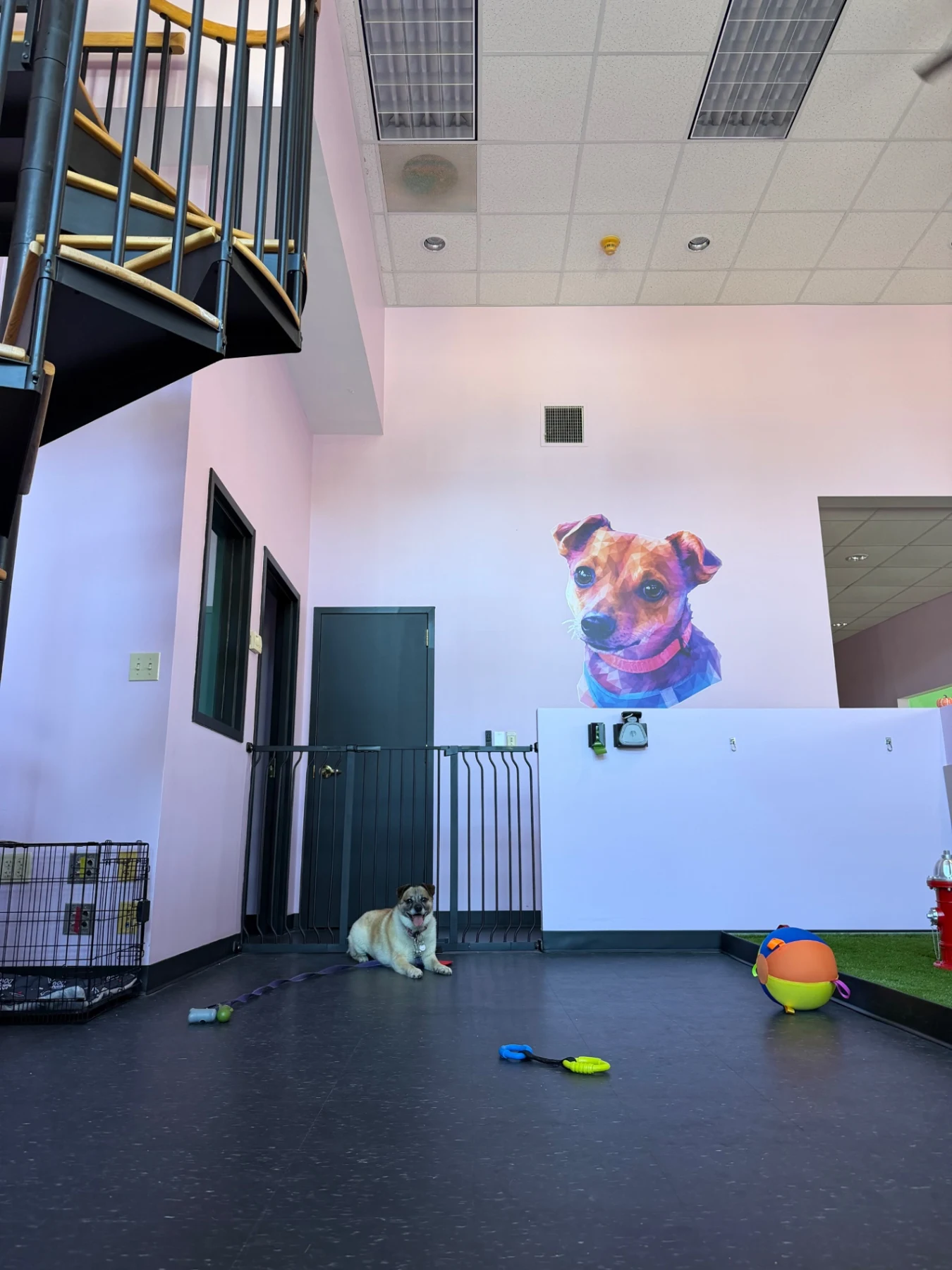 Dog sitting in the playroom below a colorful dog mural beside the spiral staircase