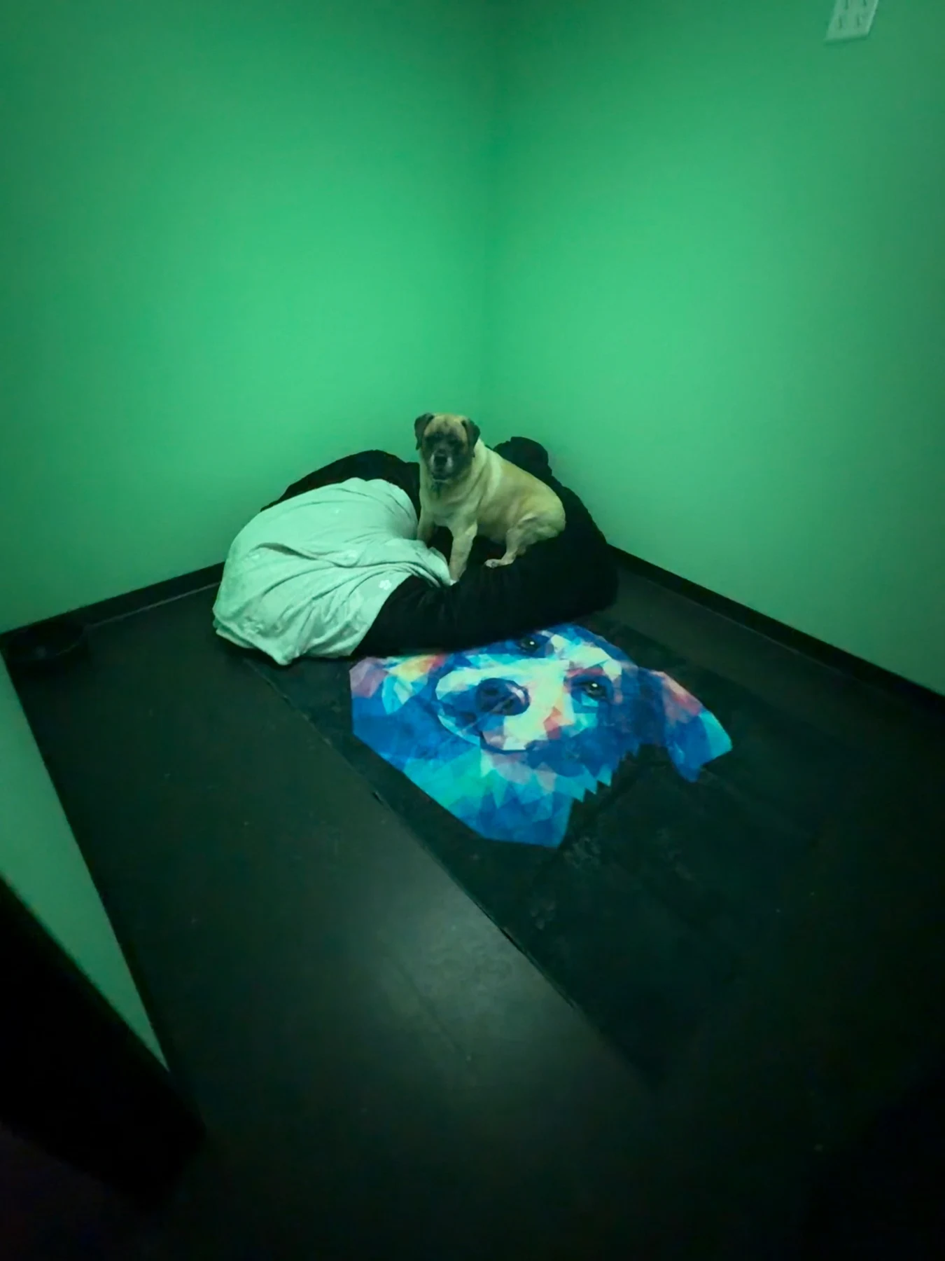 Dog relaxing on a cushioned bed in a green boarding suite