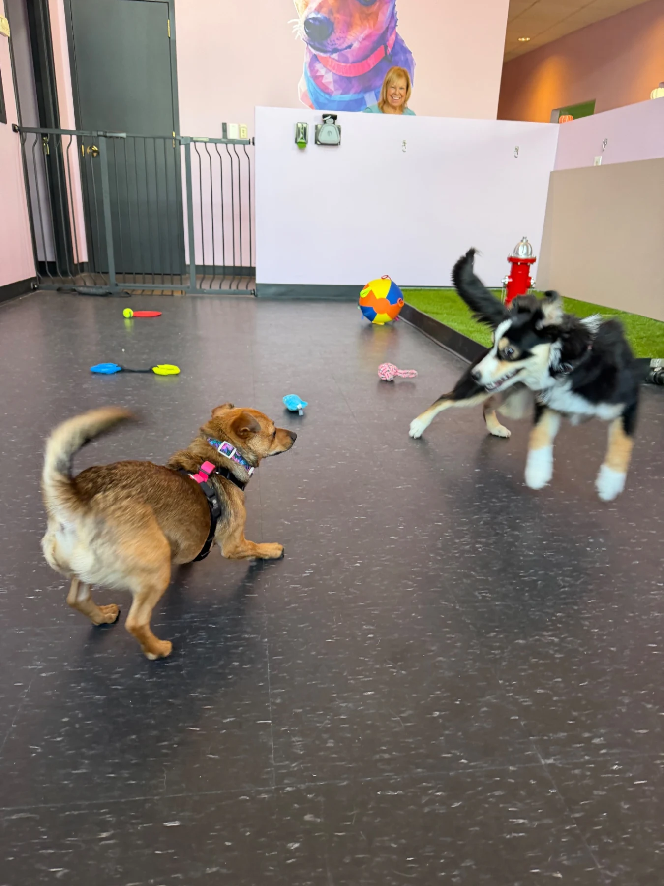 Dogs playing together with toys in Latte’s Landing’s indoor daycare space