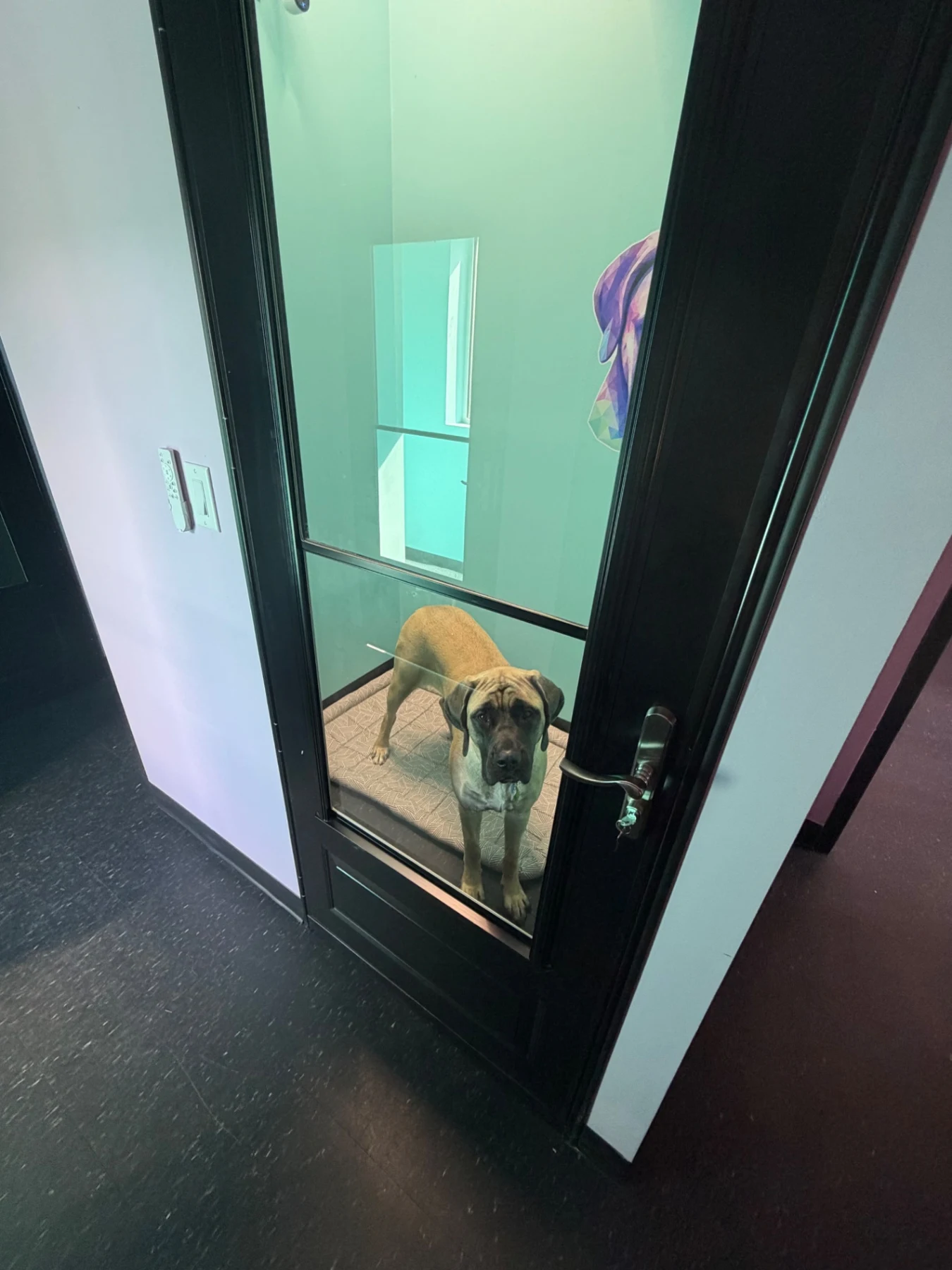 Dog standing inside a private boarding suite behind its glass door